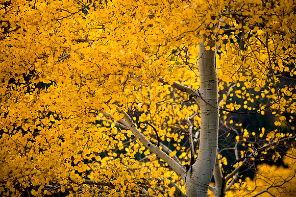 Colorado Aspen 2008-343