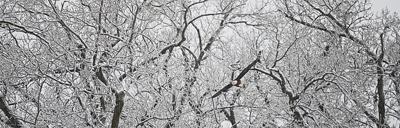 SNOW PATROL LARGE