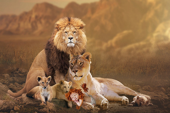 Lion Comp 1