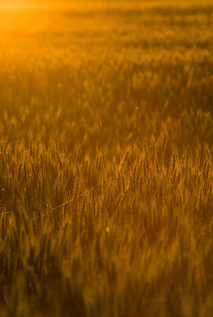 golden wheat