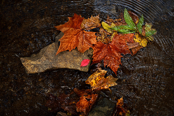TIME OF FALLING LEAVES.