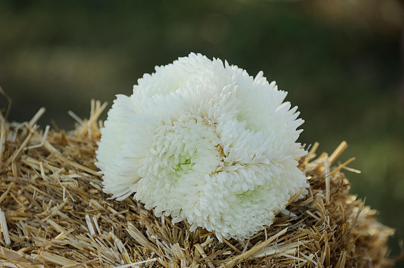 KPF_6630