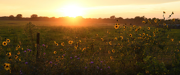 Flower Sunset at E3low
