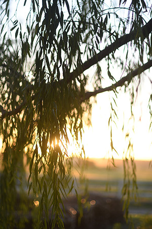 DSC_6305
