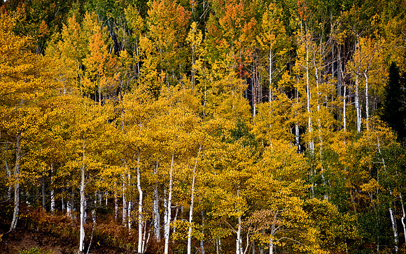Breck2008-361.1