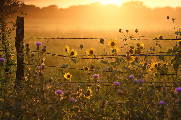 EVENING GLOW