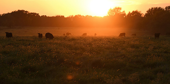 Sunflare at the E3 Ranch
